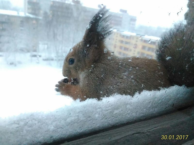Squirrel in snowfall at the end of January