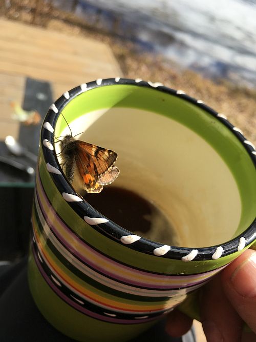 March 24th in  Tohkri village, Lasva parish in Võru County. The butterfly settled on Kristel Vilbaste’s coffee cup