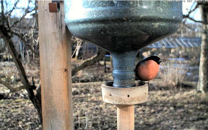 Bullfinches visited the birdfeeder until the end of the season.