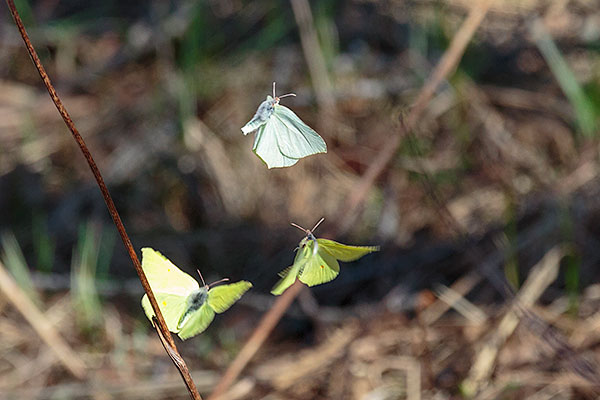 Two male brimstone butterflies chasing one female