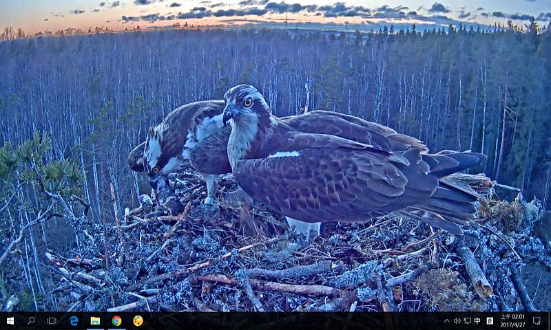In the foreground the nest owner, male osprey Mati