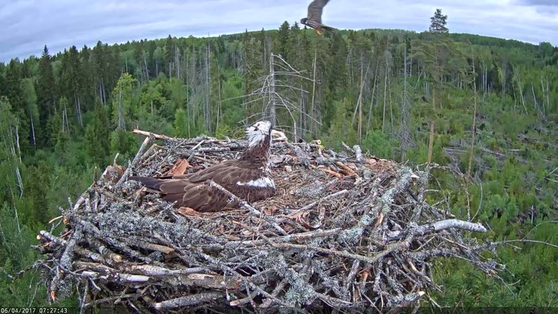 Hobby inspecting osprey nest