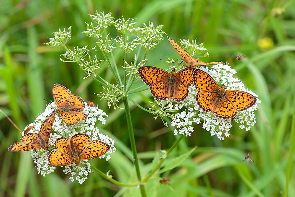 2011 ja 2012 aastad hellitasid meid liblikate (pildil luhatäpikud) ja teiste putukate rohkusega. Tänavune suvi oli seevastu putukavaene. Esialgu saame selle põhjuseks tuua jaheda suve.