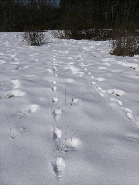 Track row of a wolf pair in Pärtli