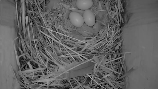 The third egg the starling laid half past 10t