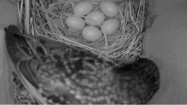 By ten thirty there were six eggs in the nest