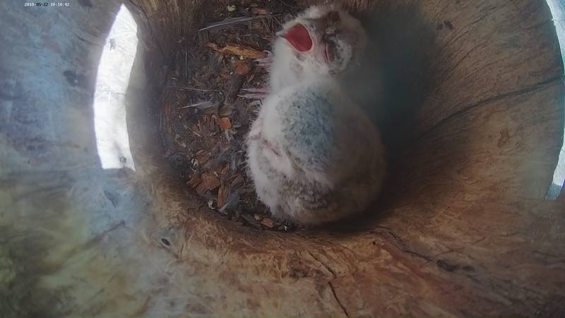 Larger owl chick begs for food