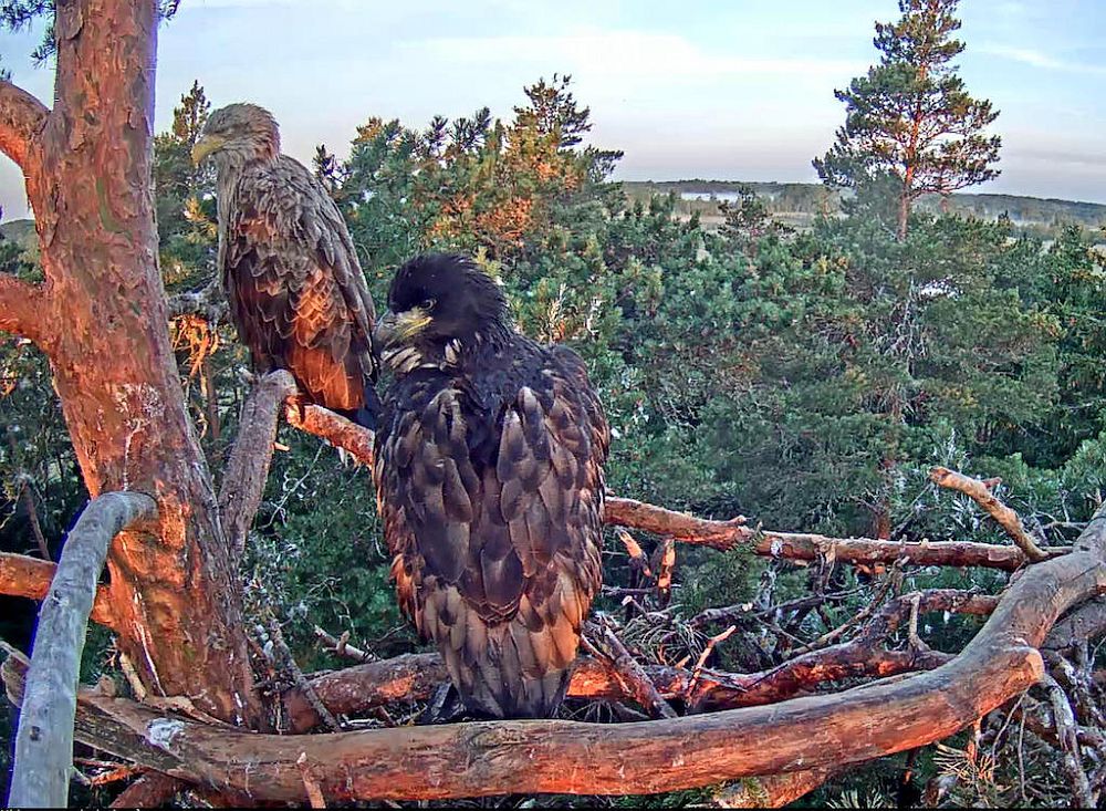 Eaglet and mother Suvi in early morning waiting for family father