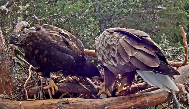 After 4 pm on Monday male Sulev came to feed the eaglet