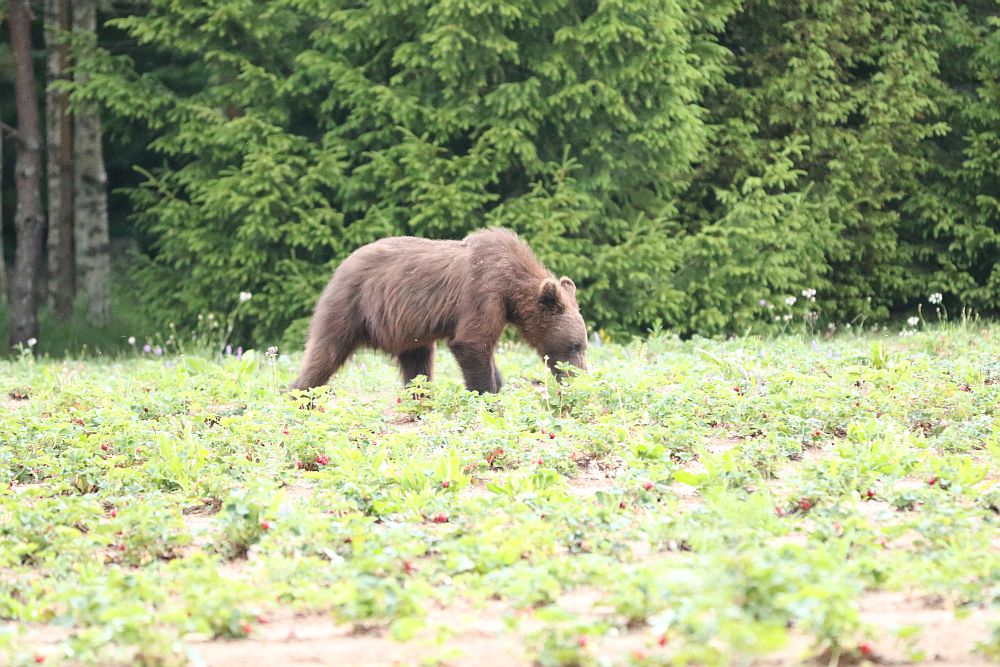 Медведь на клубничном поле