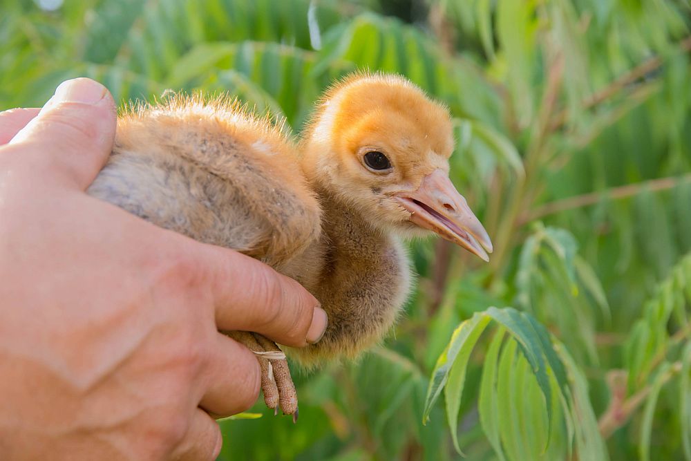 Such a crane chick was brought to us