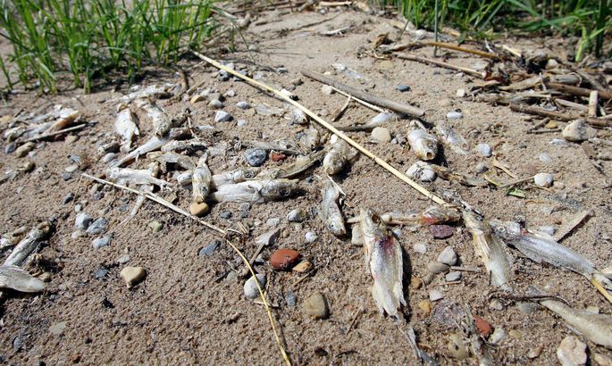 Keskkonnaamet palub teada anda, kui märgatakse kuivale jäänud veekogusid ning hukkunud kalu ja vähke