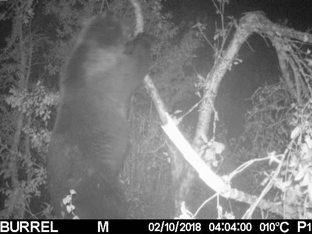 Медведь разоряет яблоневый сад в Алатагузе