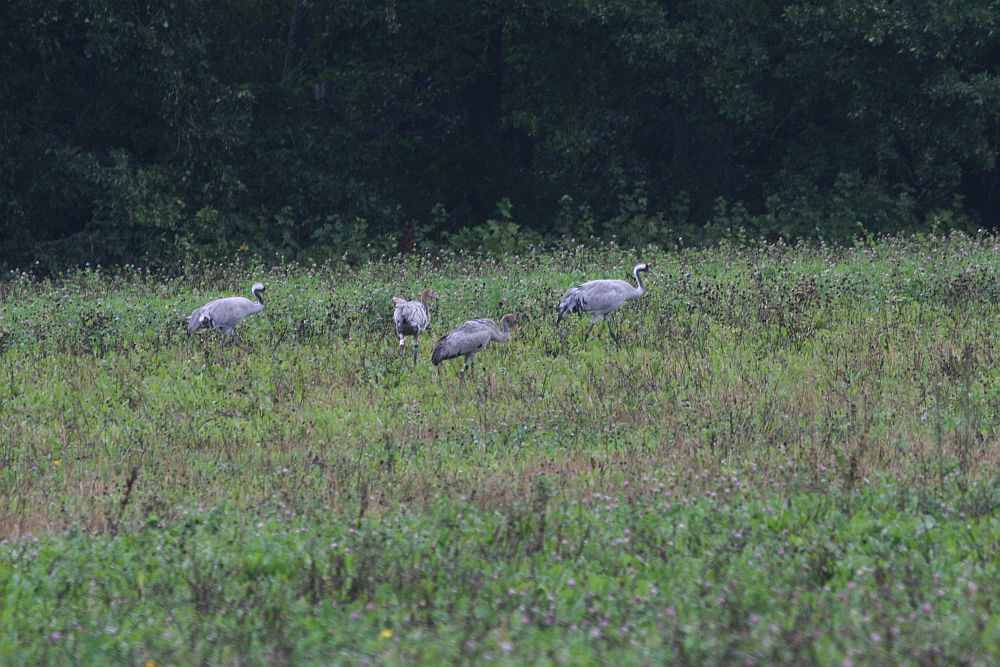 Cranes  “Soits 1“and  “Soits 2“ left their home in  Elistvere on September 18th, and at the moment are staying in the Hortobagy National Park in East Hungary