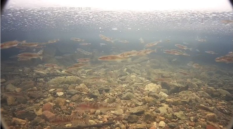 Sisu Stickleback shoal at the trout spawning place. Such a great number has not been seen earlier