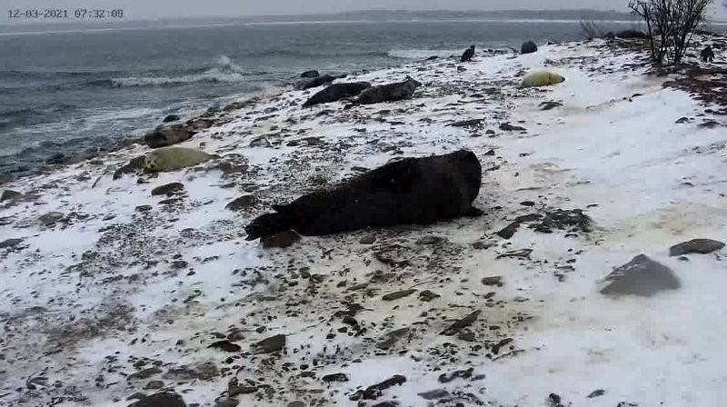 Фотография тюленьего лежбища 12 марта