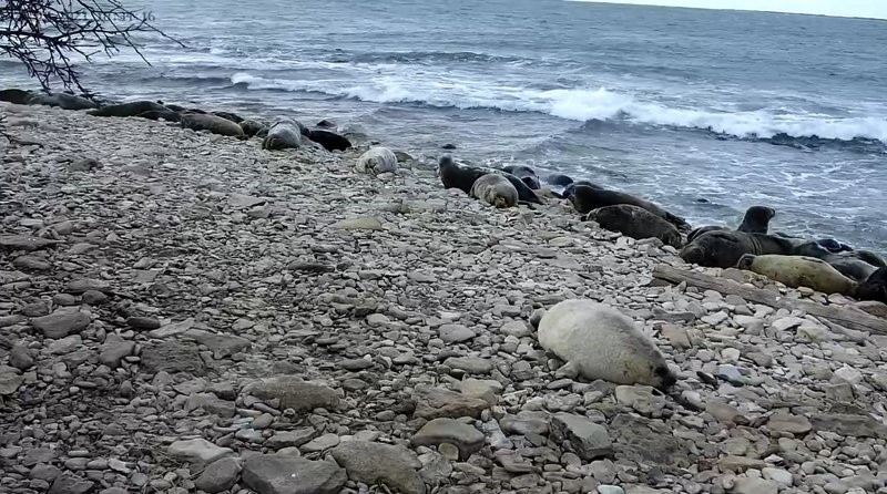 Серый тюлени