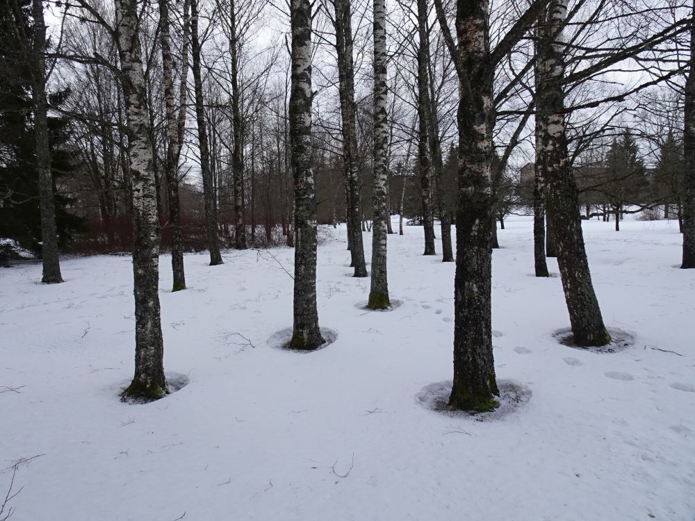 Puude ümber tekkisid lumesse lohud