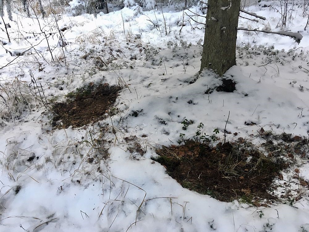 Magamisasemed paistavad metsa all kus lund vähem ja hoitakse üksteise lähedusse