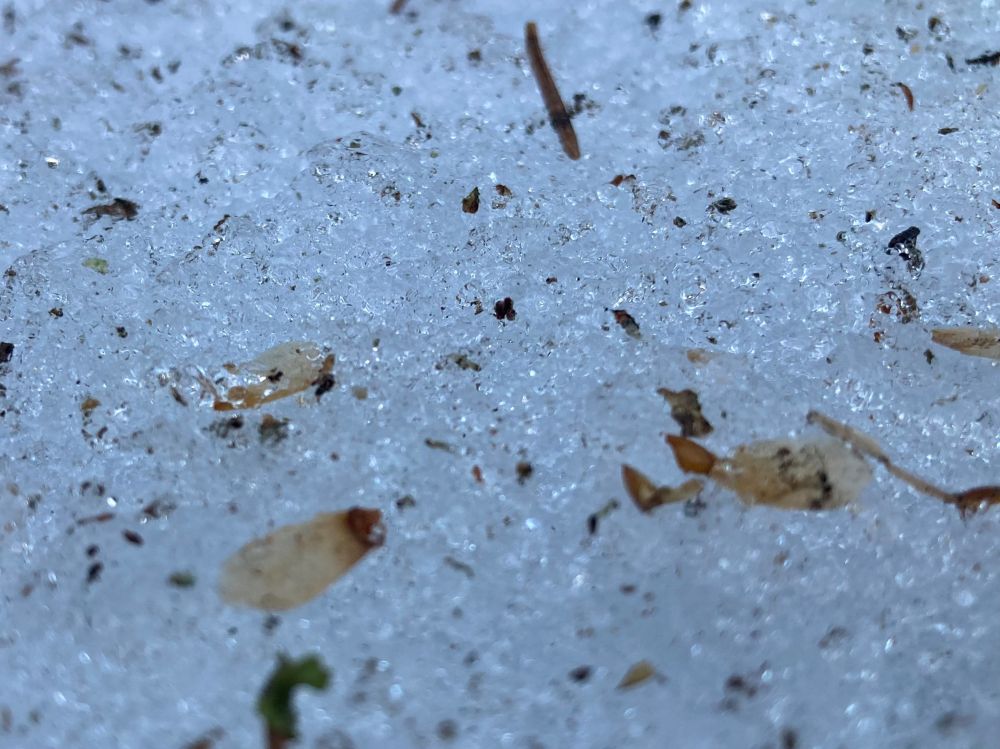 Paiguti märkame metsaalusel lumel pudenenud kuuseseemneid