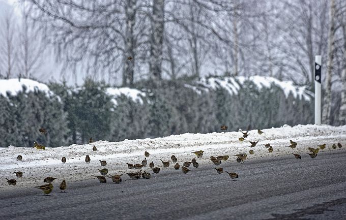 Põldvarblased ja talvikesed maanteel