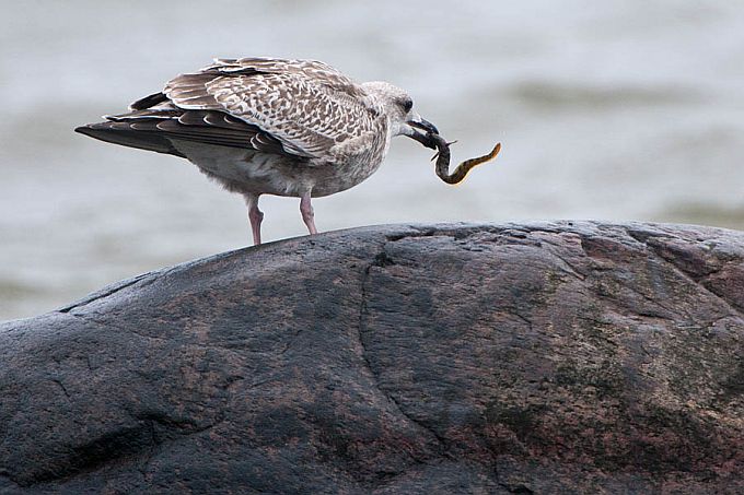 Hõbekajakas emakalaga