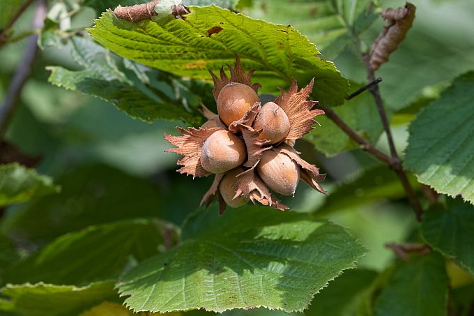 Sarapuupähklid