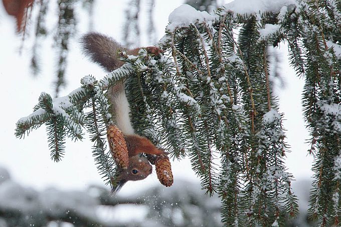 Orav haarab kuusekäbi