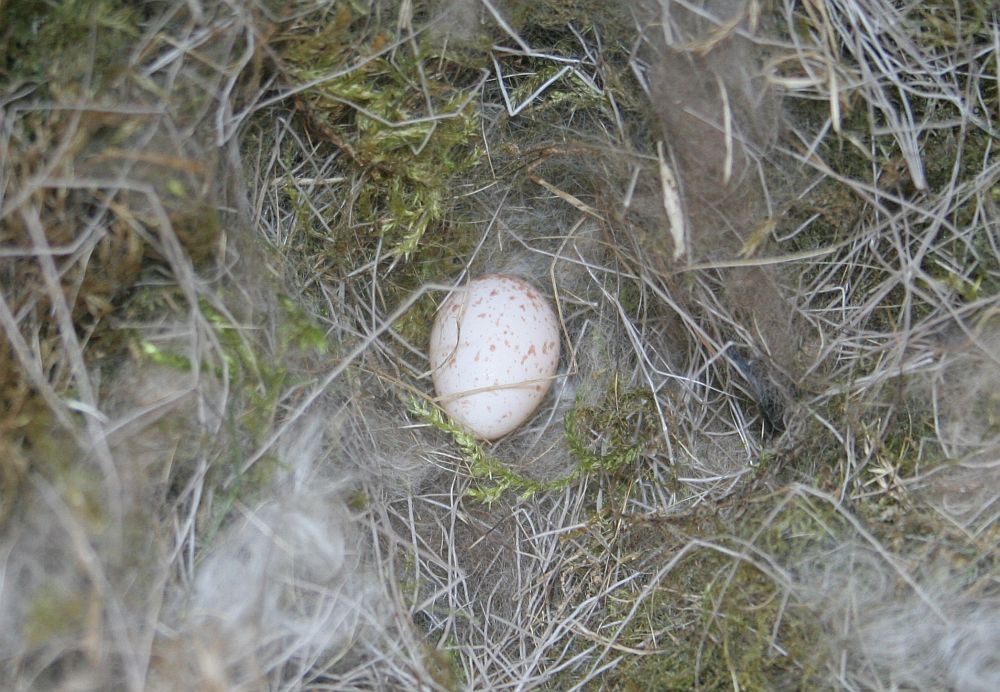 Rasvatihasel esimene muna pesas. 22.04.2018 Vana-Kuuste, Tartumaa.