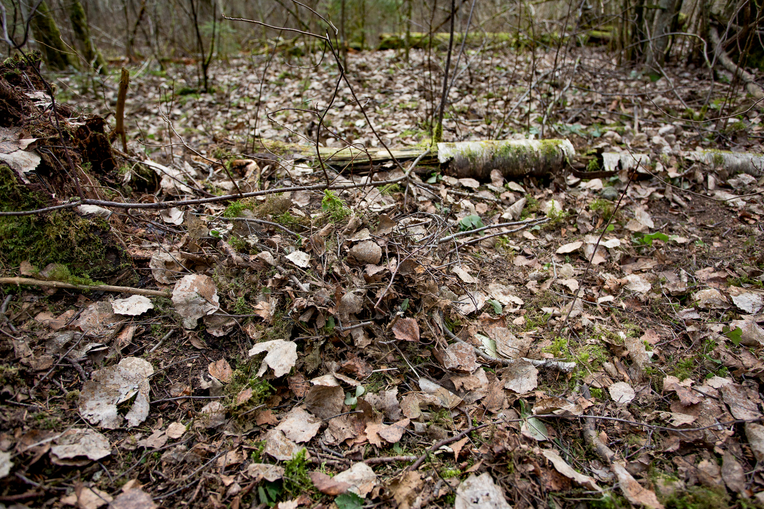 Suur sületäis kokkukraabitud pesavooderdust, mis mingil põhjusel metsa alla on jäetud.