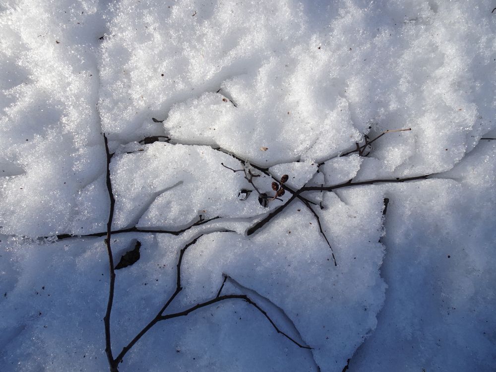 Oksad vajuvad lume sisse
