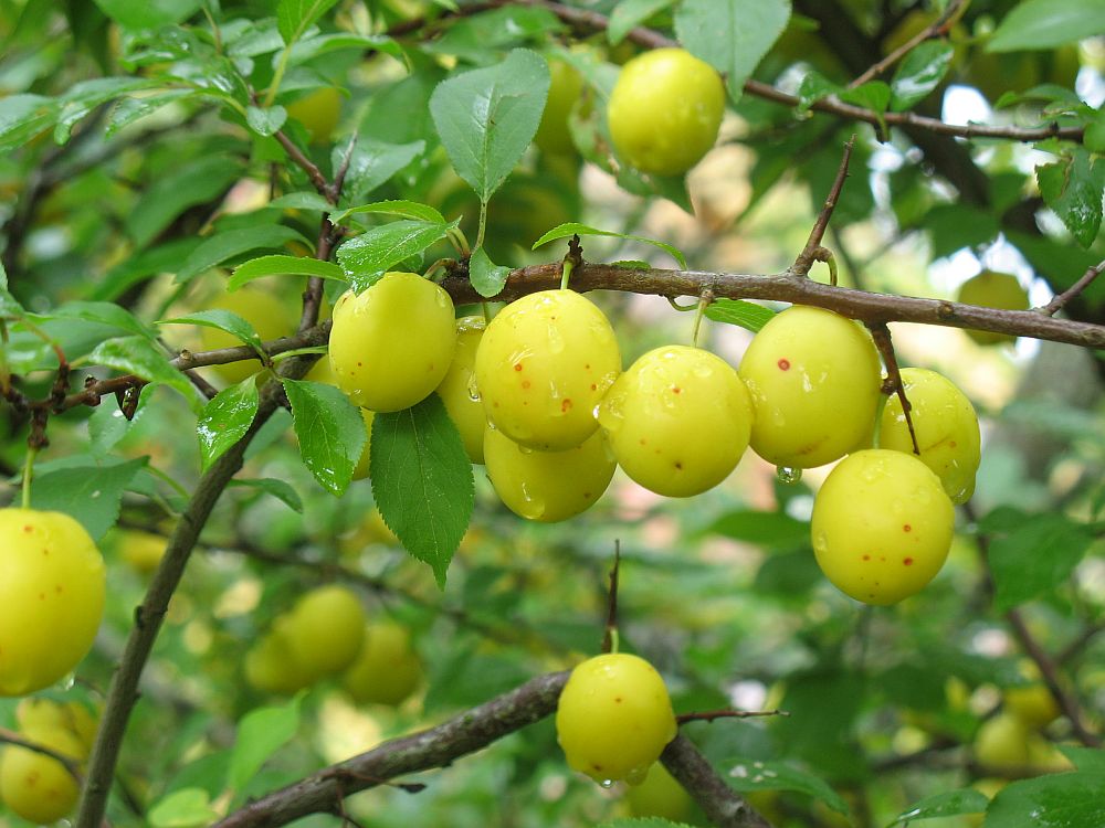 Haralise ploomipuu (alõtsa) viljad