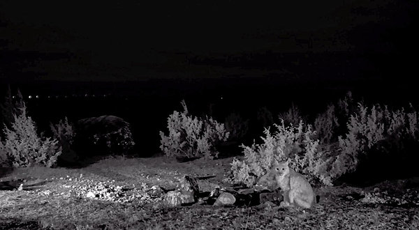 Eile öösel kell 3.41 ja hommikul 8.01 ilmus šaakalikaamera ette ilves – aasta loom. 
