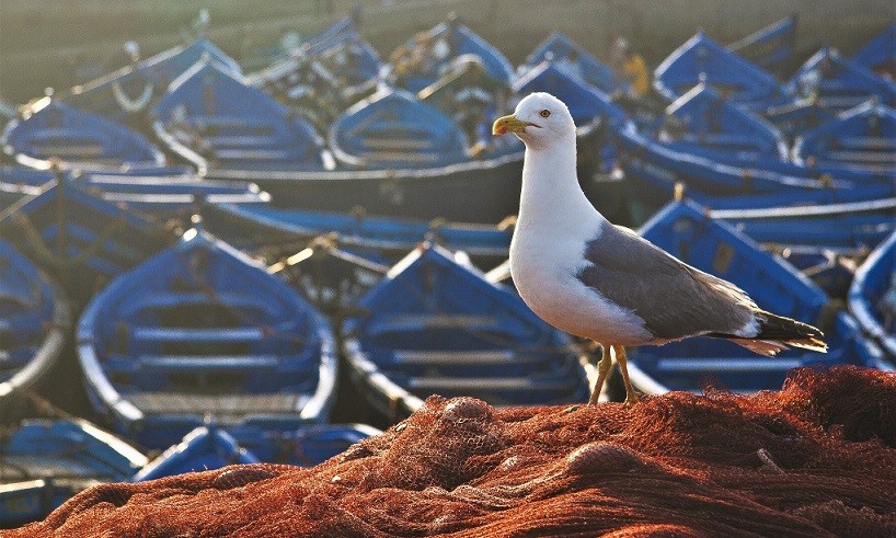 Vahemere-äärsetes kalasadamates on lõuna-hõbekajakas arvukas liik.