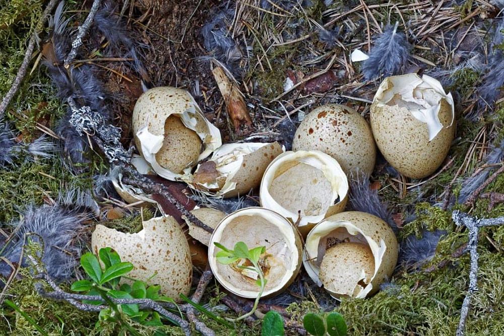 Munakoored reedavad, et nendest munadest koorusid metsisetibud edukalt
