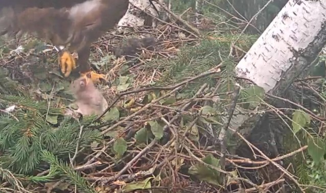 Kotkapoeg koorunud ja segavad munakoored emaslind Maia poolt pesast eemaldatud