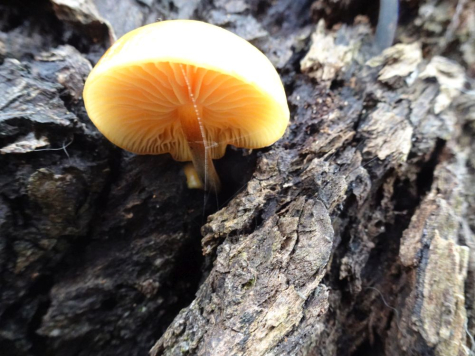 Puidu-sametkõrges raagremmelgal