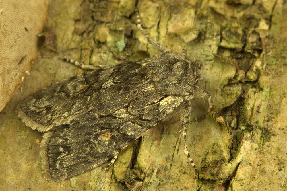 Scarce conformist or Softly's shoulder-knot moth