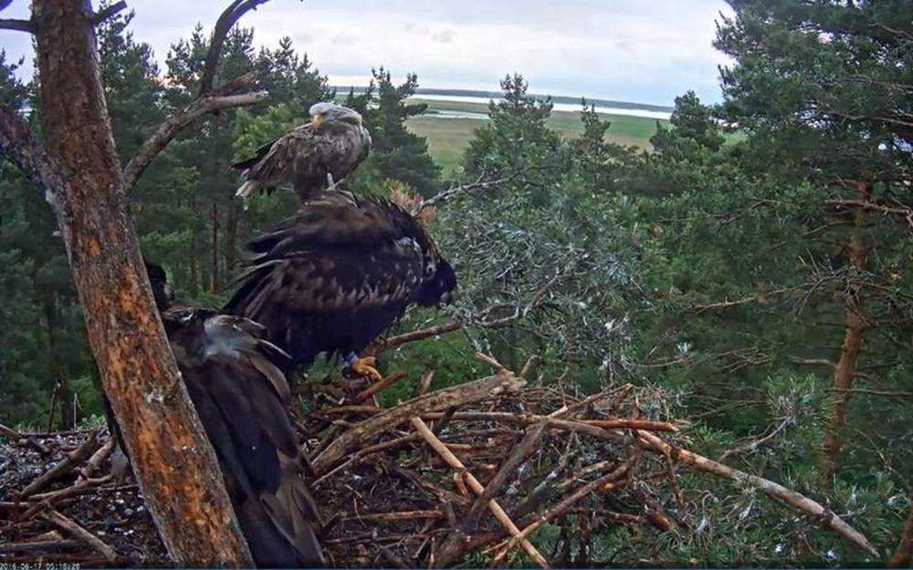 Estas grandes aves deben de ser capaces de permanecer sobre una superficie de nido cada vez más pequeña