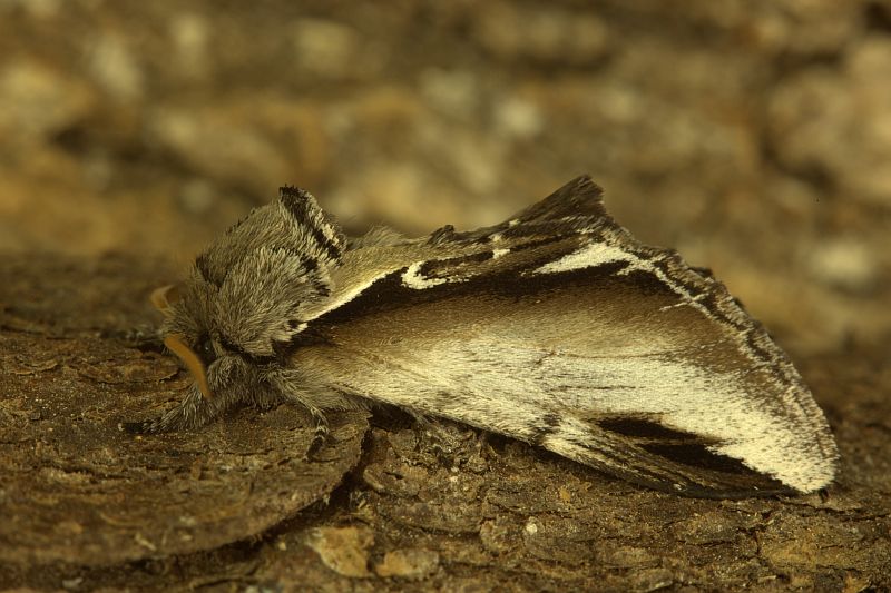 Lesser swallow prominent