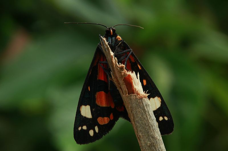 Scarlet tiger moth