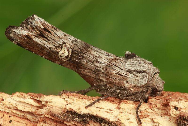 Golden-rod brindle