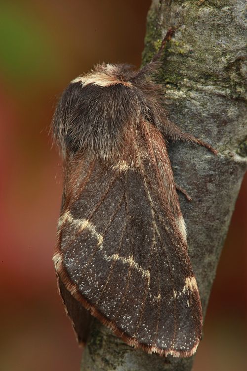 Female of December moth