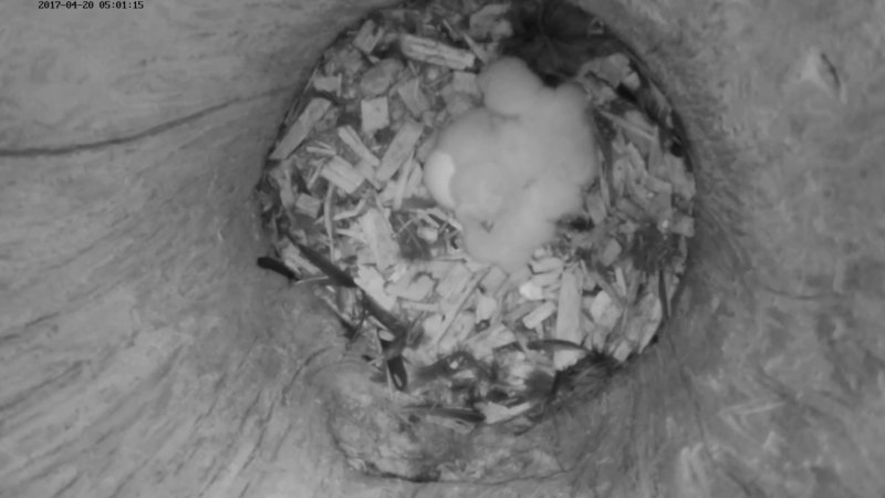 Three owl chicks and one egg