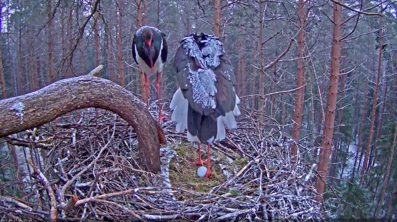 In the early morning light we saw the first egg in the nest