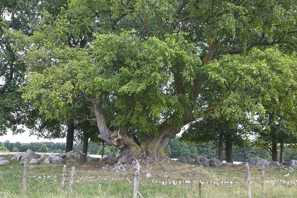 Holma künnapuuna tuntud Ruhnu Kuningapuu vanus on hinnanguliselt veidi üle 300 aasta