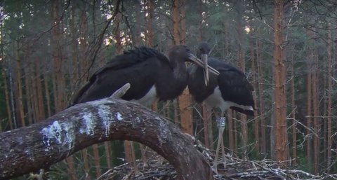 Two storklets are still left to spend the night in the nest…