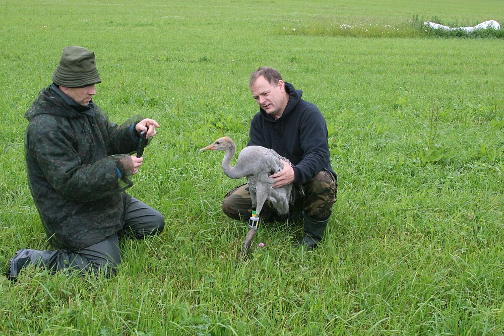 Орнитологи Ivar Ojaste и Uko Blieve