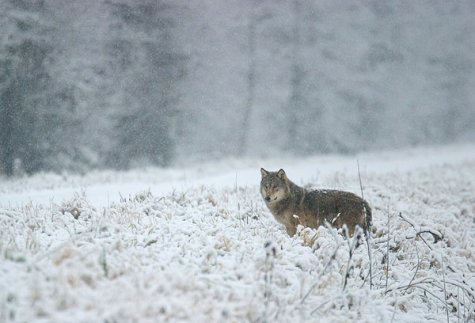 Un lobo en una nevada.