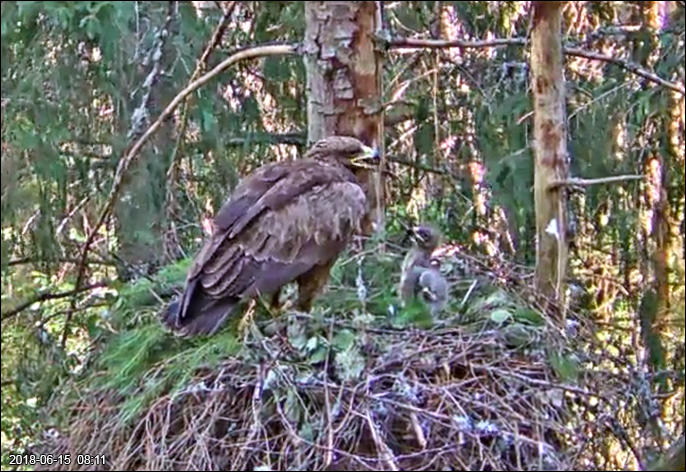 Female Tiiu and two weeks old chick look eye to eye